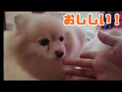 Super Cute Puppies, Pomeranian Love's Medicine かわいい子犬みたいなポメラニアン　薬大好き！